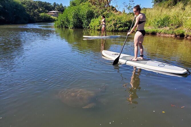 Stand Up Paddle Nature and Turtle tour-Guaranteed to see turtles - Finding the meeting point without wasting time