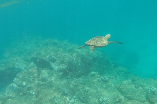 Stand Up Paddle Nature and Turtle tour-Guaranteed to see turtles - Why the small group improves a first paddle lesson