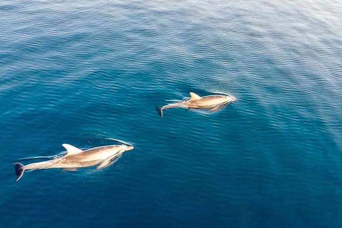 Stand Up Paddle With Dolphins, aperitif and pictures - Cala Moresca for a swim and a breather