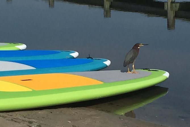 Sunset Paddleboard Excursion - Rehoboth Bay - Who should book this outing?