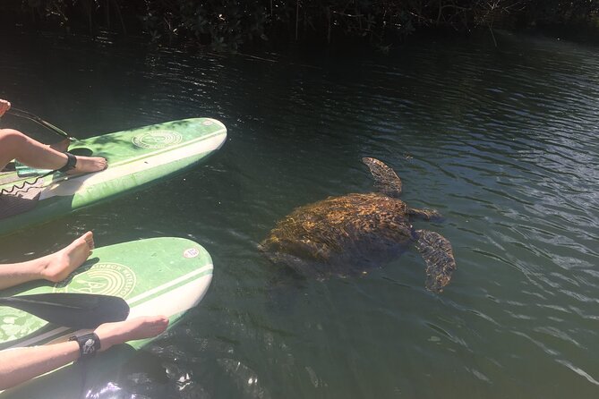Sunset Stand Up Paddle with Photos and Turtles - Turning back beneath the changing sky