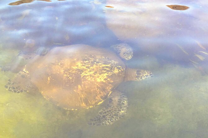 Sunset Stand Up Paddle with Photos and Turtles - Group size, comfort, and physical demands