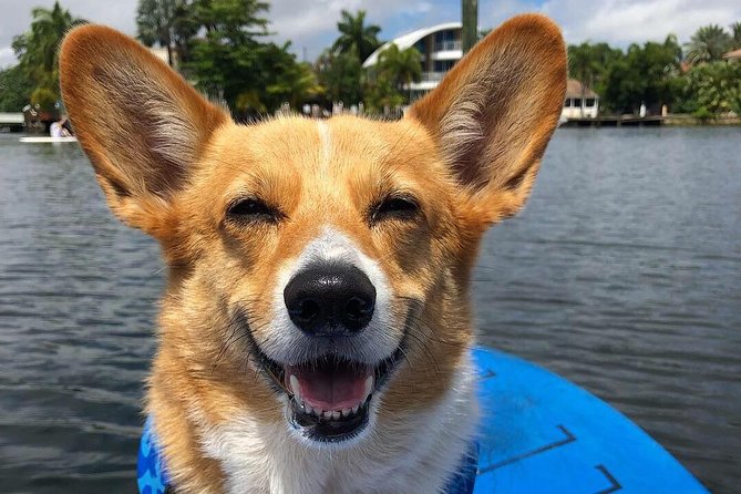 SUP PUP Paddleboard Tour - Weather, cancellation, and planning details