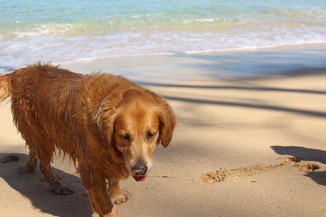 Surf Lessons on the North Shore of Oahu - Why Hauula works for first-time surfers