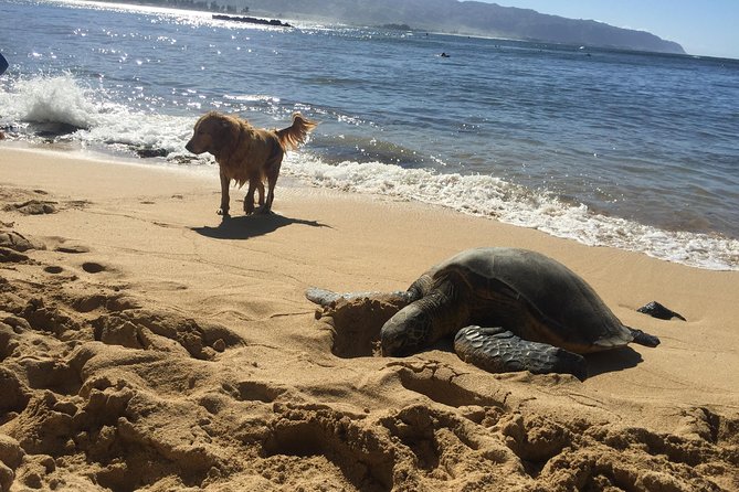 Surf Lessons on the North Shore of Oahu - What happens during the 90-minute lesson