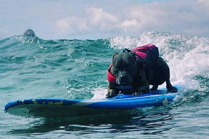 Surf with a Service Animal - What the private format is worth at $200