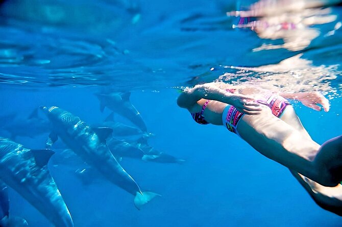 Swim and Paddle Board with Wild Dolphin Pods in Puerto Vallarta - Key points to know before booking