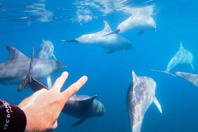Swim and Paddle Board with Wild Dolphin Pods in Puerto Vallarta - Paddle boards are the gentlest first step