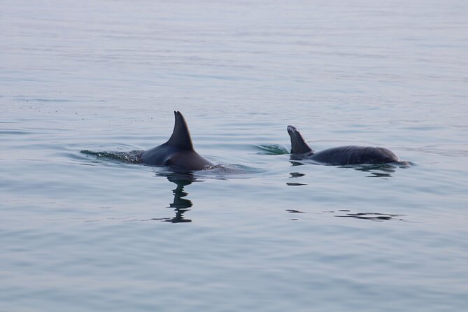 Swim and Paddle Board with Wild Dolphin Pods in Puerto Vallarta - Swimming and snorkeling with dolphins