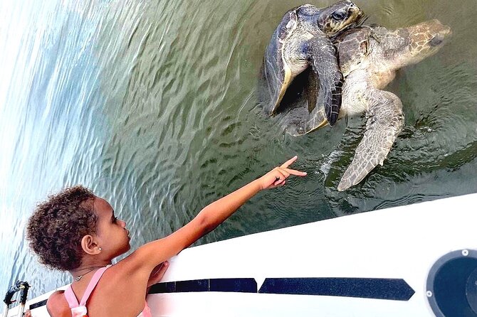 Swim and Paddle Board with Wild Dolphin Pods in Puerto Vallarta - Towable boards when the pod is moving