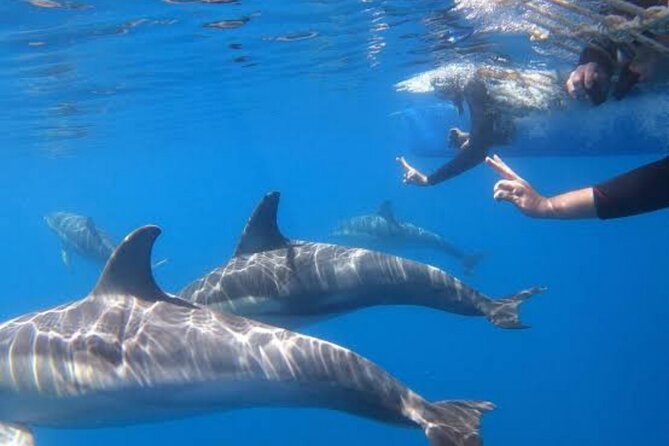 Swim and Paddle Board with Wild Dolphin Pods in Puerto Vallarta - Whales can change the day