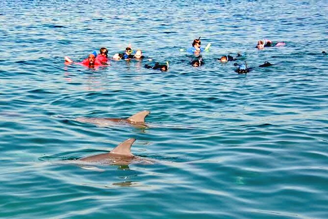 Swim and Paddle Board with Wild Dolphin Pods in Puerto Vallarta - Watching the pod choose the pace