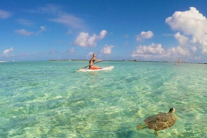 Turtle Eco Tour on Stand-Up Paddleboards or Kayaks into the National Marine Park - What makes this mangrove tour worth your time