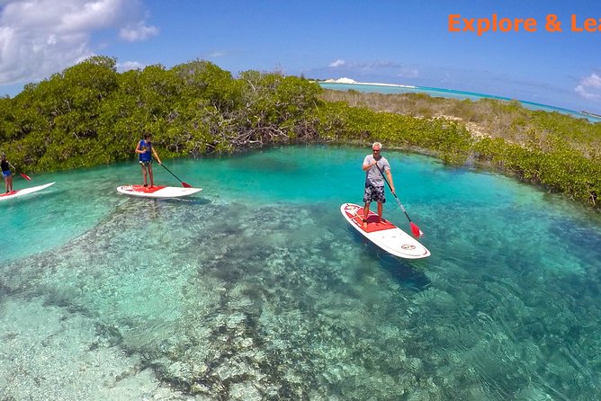 Turtle Eco Tour on Stand-Up Paddleboards or Kayaks into the National Marine Park - Paddling into Providenciales’ mangrove nursery
