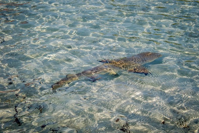 Turtle Eco Tour on Stand-Up Paddleboards or Kayaks into the National Marine Park - What you can expect along the route