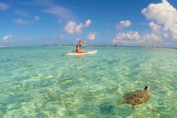 Turtle Eco Tour on Stand-Up Paddleboards or Kayaks into the National Marine Park - Why the shallow water changes the experience