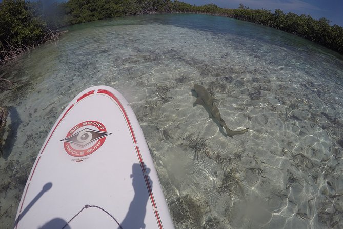 Turtle Eco Tour on Stand-Up Paddleboards or Kayaks into the National Marine Park - Timing, tides, and the two-hour reality