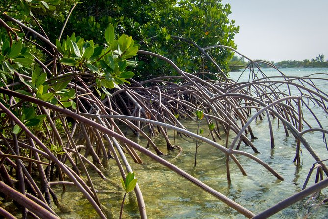 Turtle Eco Tour on Stand-Up Paddleboards or Kayaks into the National Marine Park - Is $156.80 a fair price?