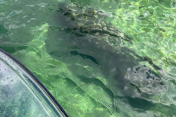Weeki Wachee Clear Paddle Board Ecotours - Why a clear board changes the Weeki Wachee experience