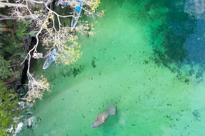 Weeki Wachee Clear Paddle Board Ecotours - The first stretch: quiet water and a bald eagle nest