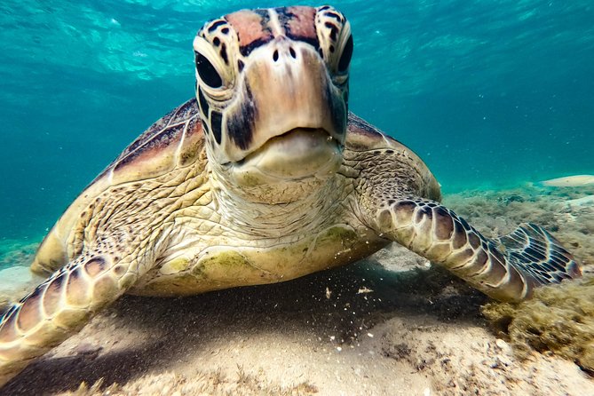 Whitsunday Islands Sail, SUP & Snorkel Tour- Small group - Fresh food, BYO drinks, and what lunch is really like