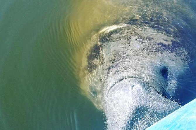 Wildlife Refuge Manatee, Dolphin & Mangrove Kayak or Paddleboarding Tour! - Searching for manatees and dolphins